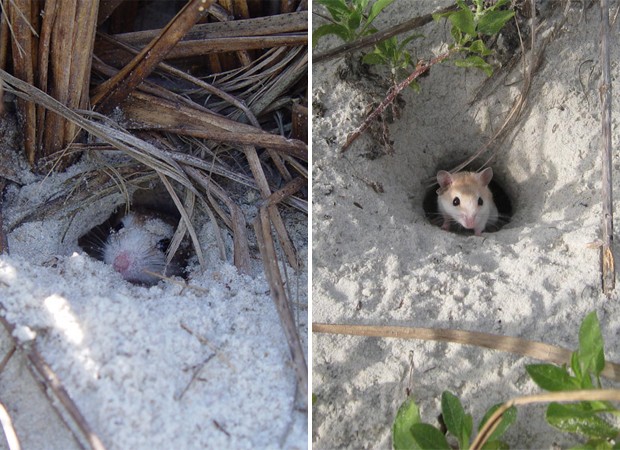 Roedores da espécie 'Peromyscus polionotus' aparecem na entrada de túneis escavados na areia (Foto: Divulgação/J.B. Miller/Universidade Harvard/'Nature')