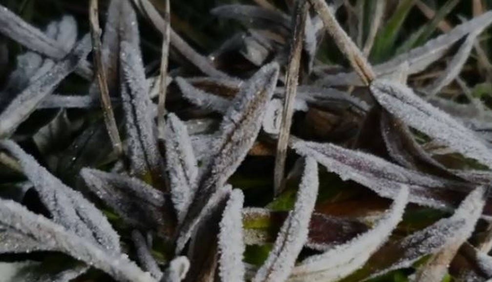 Vegetação amanheceu com uma fina camada de gelo em São Joaquim — Foto: Mycchel Hudsonn Legnaghi/São Joaquim Online
