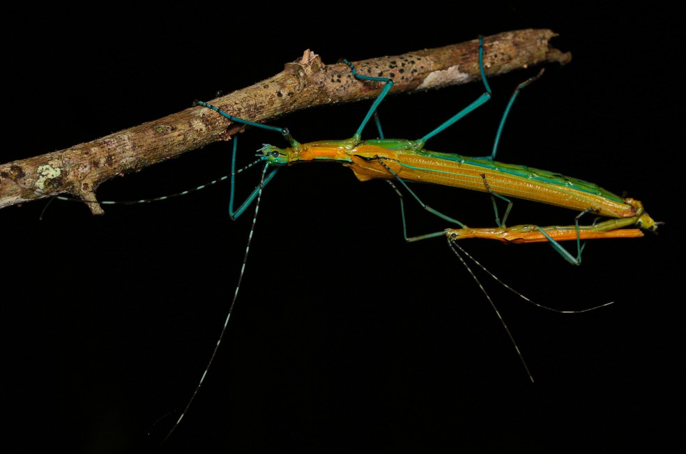 Planeta Possui 3 Mil Especies De Bicho Pau Conheca Detalhes Dos Maiores Insetos Do Mundo Terra Da Gente G1
