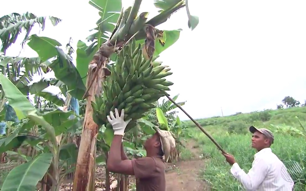 Bahia superou Minas e se tornou segundo maior produtor de frutas (Foto: Reprodução/TV Bahia)