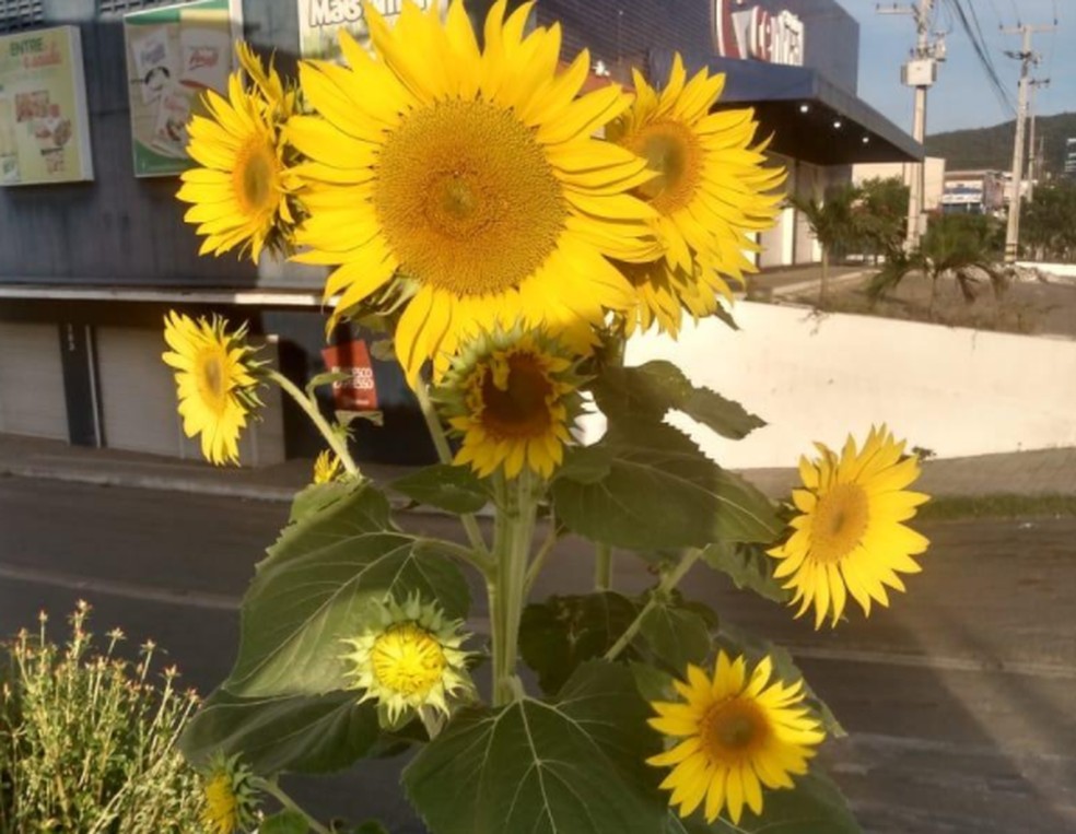 Batizado cientificamente de Helianthus annus, o girassol gira o caule e a flor na direção do sol. — Foto: Arquivo pessoal