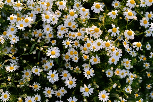 A lot of camomile flowers (Foto: Getty Images)