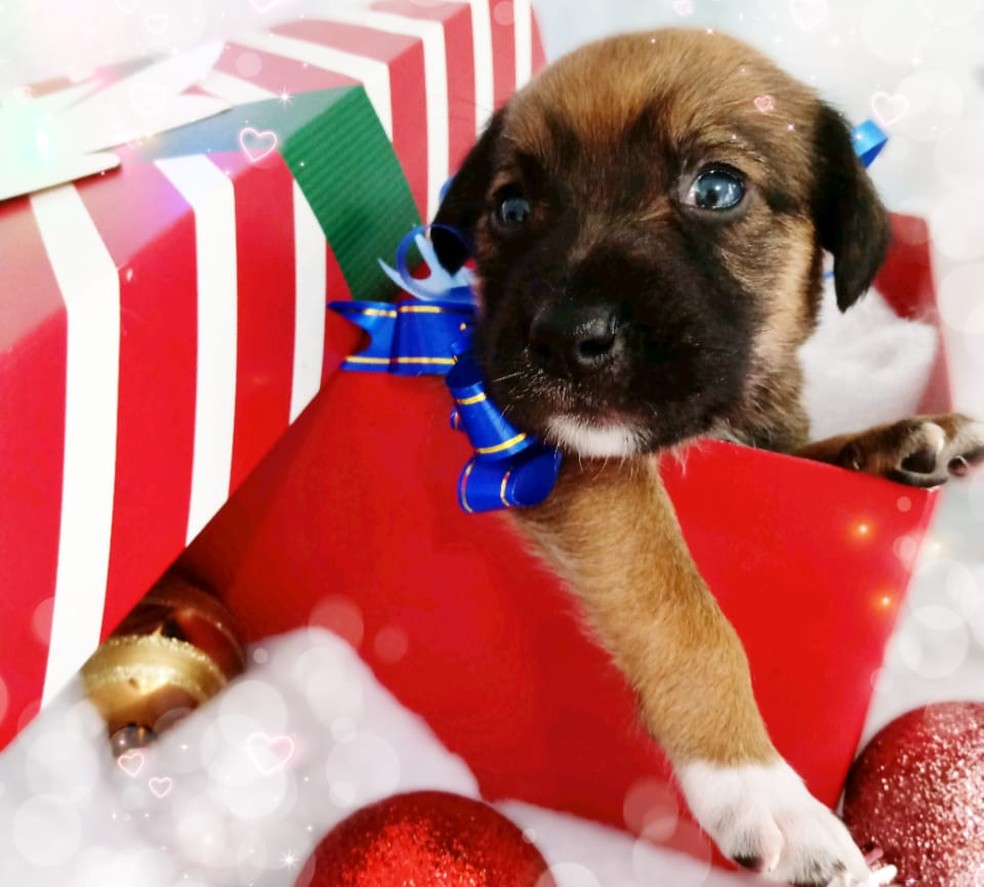 Filhotes de cães posaram para fotos divulgadas nas redes sociais em ensaio de Natal, em Itapetininga (SP) — Foto: Jucimare Sol/Visual Pet