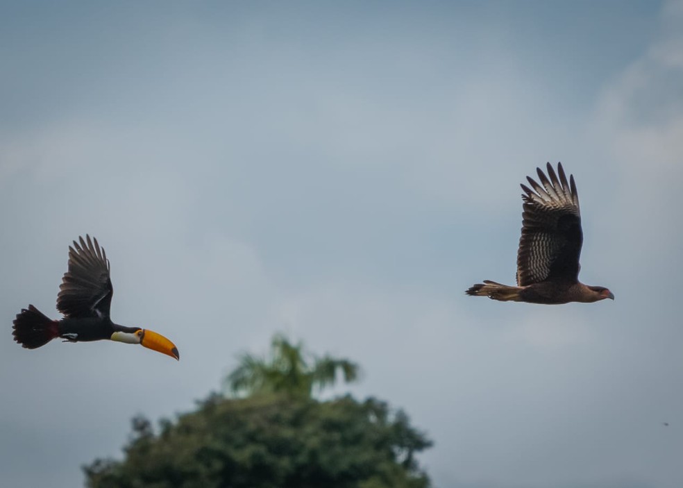Tucano expulsando carcará do território dele. — Foto: Reprodução/GuilhermeGiovanni
