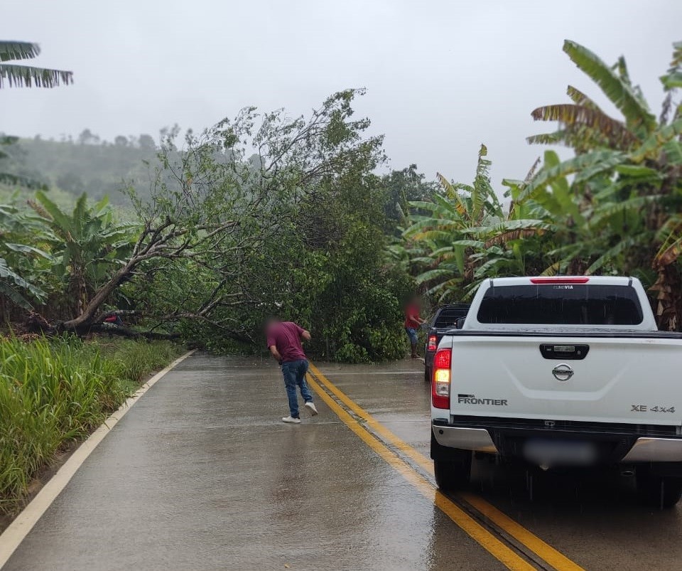 VÍDEO: fortes chuvas são registradas no Agreste e Mata Sul; árvore caiu na PE-177