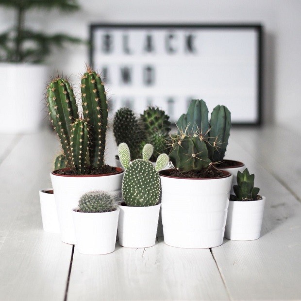 Mini cactos: como cuidar das suas plantinhas (Foto: Reprodução ) Mini cactos: como cuidar das suas plantinhas (Foto: Reprodução )