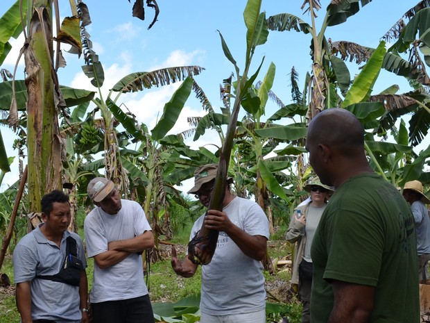 Jackson Araújo, analyste chez Embrapa Amapá explique comment identifier un plant de bonne qualité (Photo : Maiara Pires/G1)