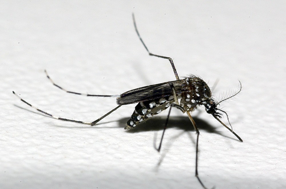 Uberlândia investiga mais duas mortes por dengue; Triângulo, Alto Paranaíba e Noroeste têm mais de 30 mil casos prováveis da doença