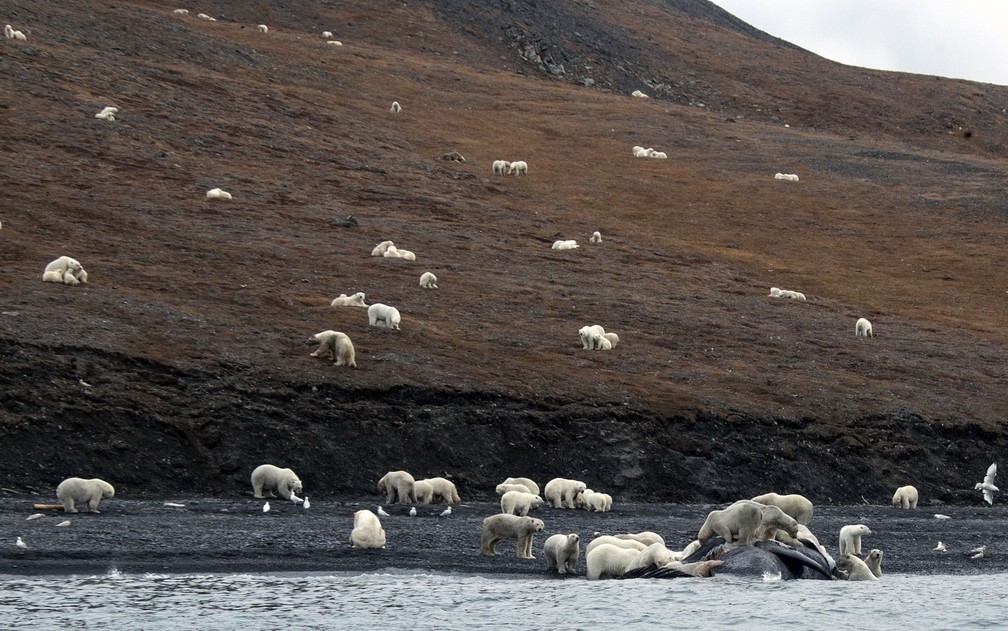 Foto de 19 de setembro mostra grupo de ursos polares se alimentando de uma baleia na costa da ilha russa de Wrangel (Foto: Max Stephenson/Family Handout/AFP)