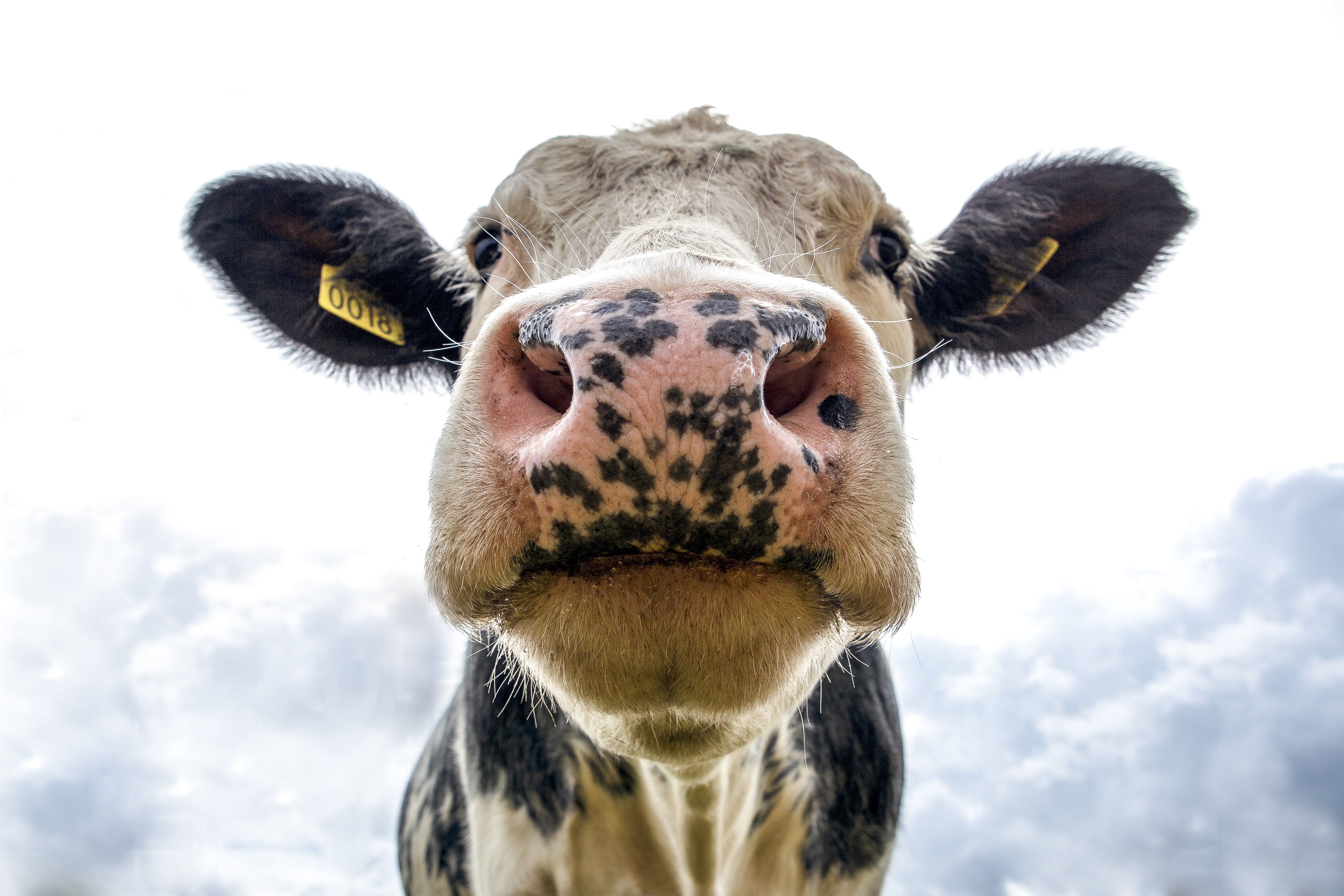 Vaca (Foto: Jan Koetsier/Pexels)