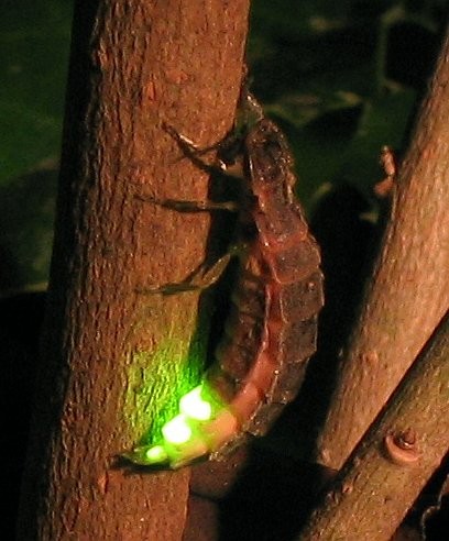 Pirilampo-europeu – Lampyris noctiluca  (Foto: Wofl~commonswiki/ Wikimedia Commons/ CreativeCommons)