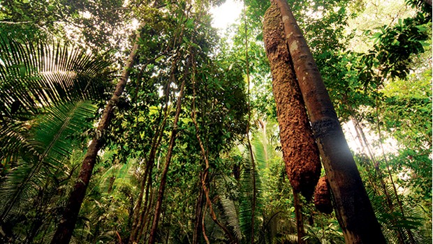 Amazônia (Foto: Shutterstock)