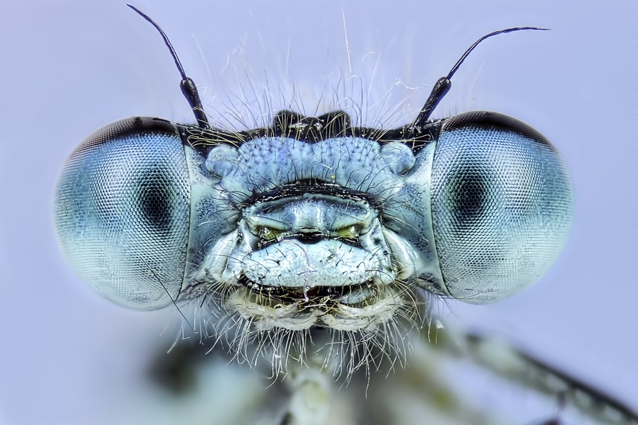 Imagem aumentada de uma mosca. Insetos.