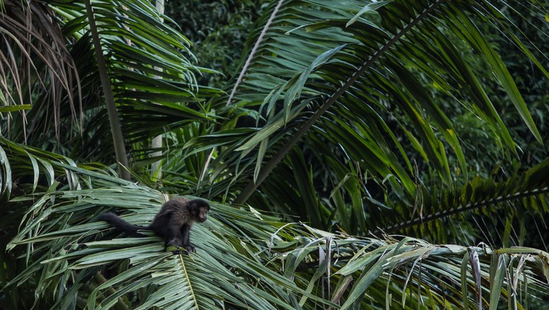 Matéria sobre os macacos que soltaram no bosque de Londrina. Um deles foi capturado de levado para o hospital veterinário de uma universidade e outro, mais arredio, continua no bosque em função das frustradas tentativas de captura. Na foto macaco que está (Foto: Sergio Ranalli)