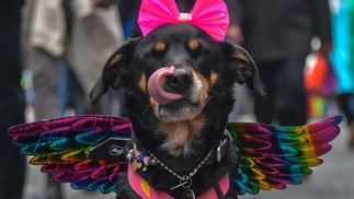 Cachorro participa da 26ª Parada do Orgulho Gay cujo tema é "Vote com Orgulho por uma política que você representa", em São Paulo  — Foto: NELSON ALMEIDA / AFP