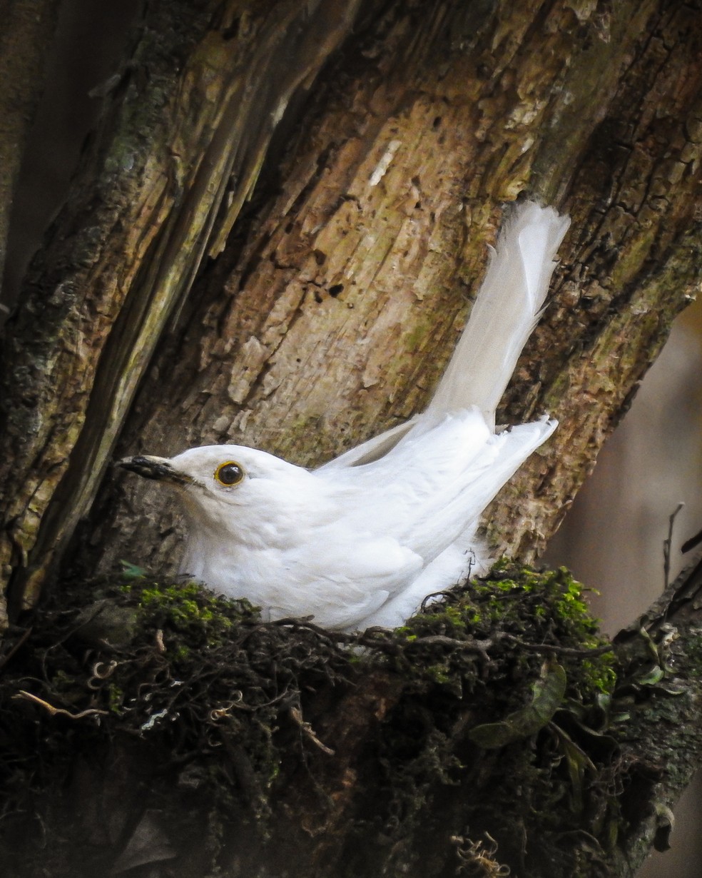 Sabiá-laranjeira com leucismo está construindo o ninho em um parque de Curitiba. — Foto: Guilherme Andrighetto/Arquivo Pessoal