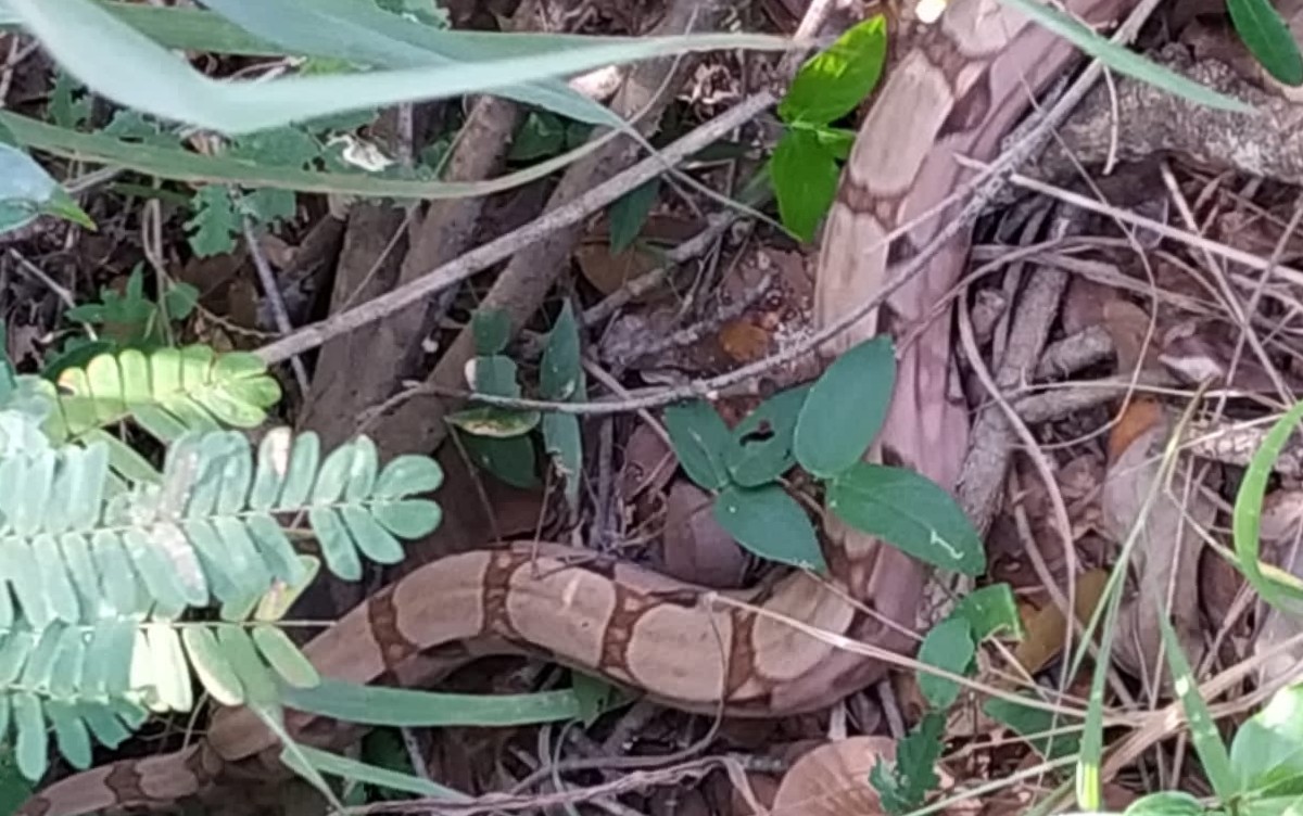 Cobra é resgatada de árvore em Barreiras, no oeste da Bahia | Bahia | G1
