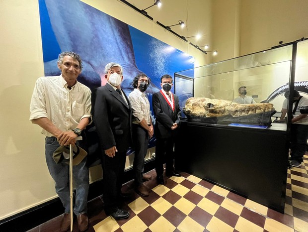 Crânio de baleia mede 1,35 metro e ainda tem dentes preservados  (Foto: Paola Marzano/UNMSM/Facebook/Reprodução)