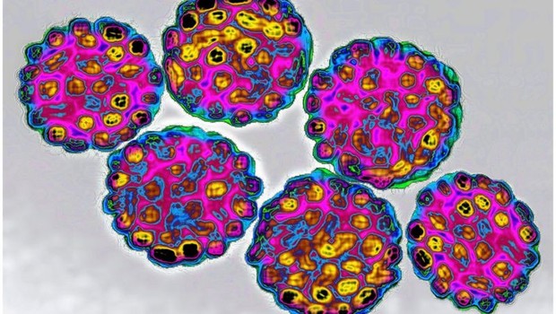 As cepas do vírus consideradas menos perigosas têm como sintomas verrugas genitais (Foto: SPL via BBC)