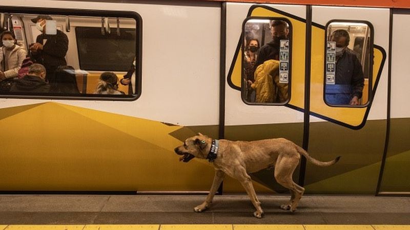 Transporte público de Istambul atende 15 milhões de pessoas, e um cachorro (Foto: Getty Images via BBC News)