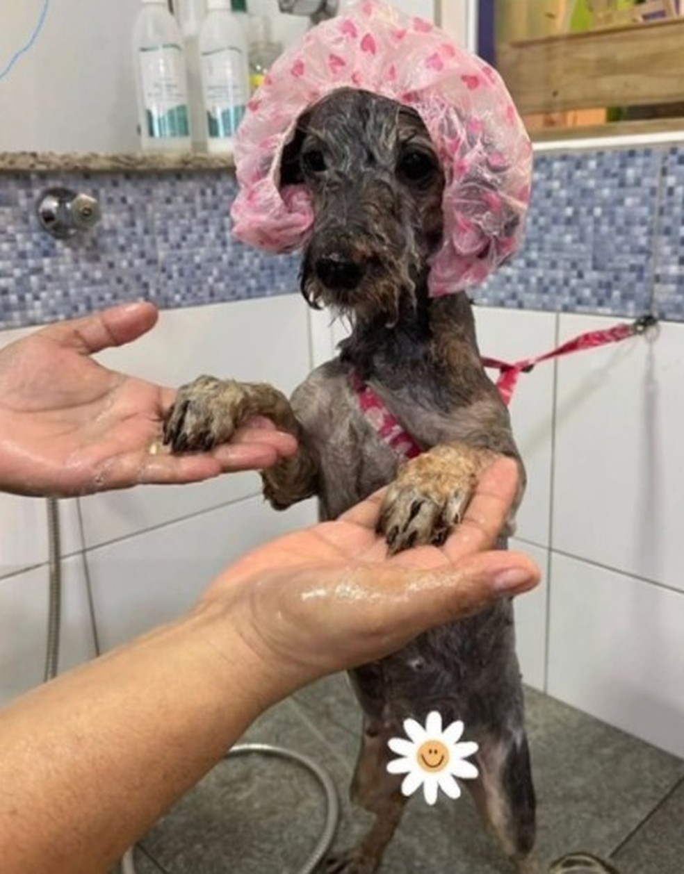 Margarida passa por tratamentos de pele e segue sendo assistida por veterinários, para chegar a uma recuperação completa, em Santos, SP — Foto: Reprodução/Instagram