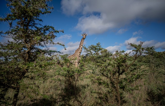 Em parceria com a Conservation International, a Apple está restaurando savanas degradadas na região de Chyulu Hills, no Quênia. (Foto: Divulgação)