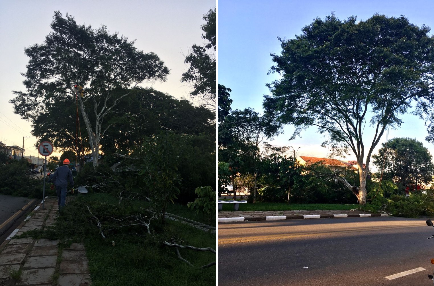 Árvore de grande porte cai e interdita rua em Tatuí