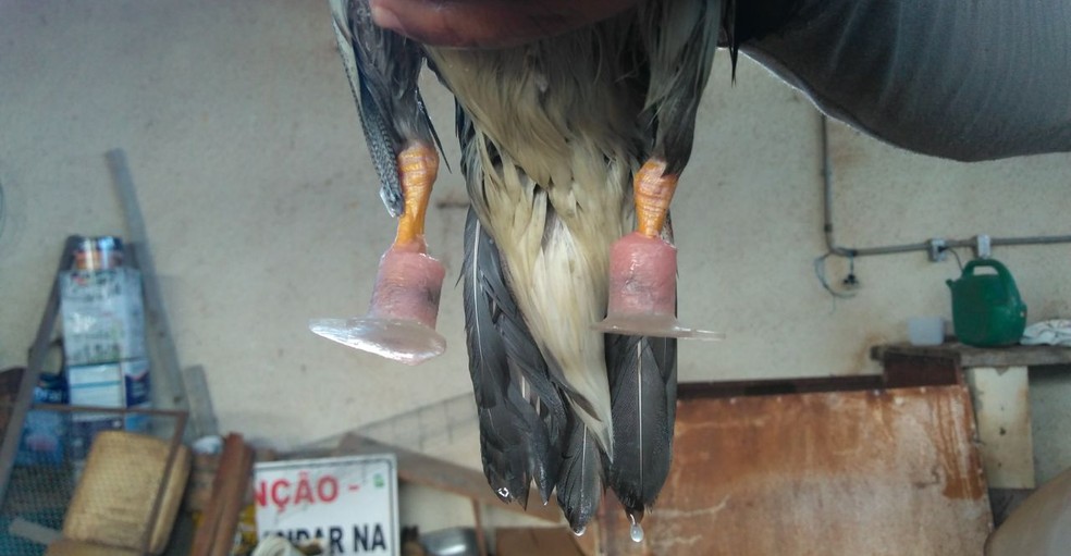 Próteses foram desenvolvidas com resina odontológica (Foto: Arquivo Pessoal)