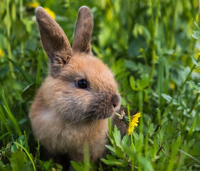 O coelho é um símbolo de fertilidade (Foto: Unsplash/ Степан Галагаев/ CreativeCommons)