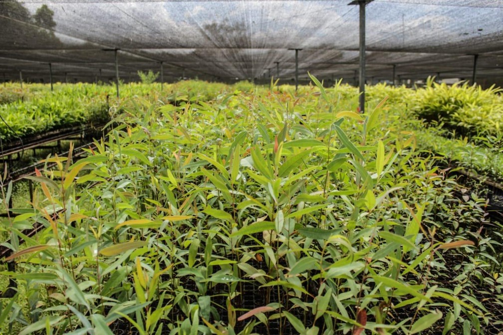 Mudas cultivadas desde 2020 vão ser plantadas nas regiões do Alto e Baixo Acre e Vale do Juruá em outubro — Foto: Arquivo/Sema
