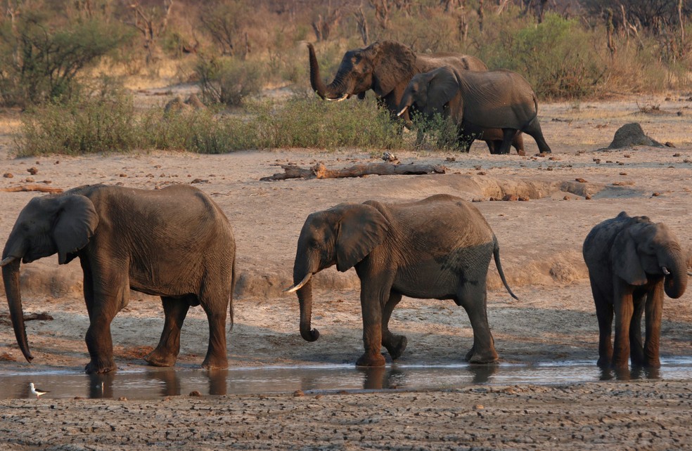 Imagem de elefantes no parque  Hwange, no Zimbábue, em 23 de outubro de 2019 — Foto: Philimon Bulawayo/Reuters