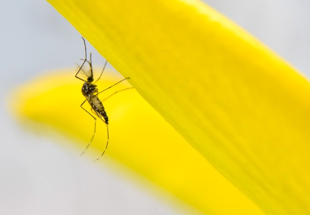 Mosquito da Dengue  (Foto: Divulgação Oxitec)