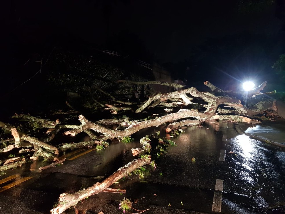 Árvores caiu no Morro do Antão, em Florianópolis — Foto: NSC TV/Divulgação