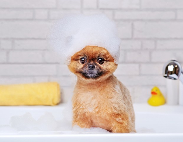 Spitz in the bathtub with shampoo foam on the head (Foto: Getty Images/iStockphoto)