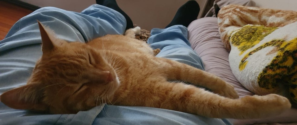 Gato Belo dormindo junto com o padre Valter em Erechim — Foto: Arquivo Pessoal