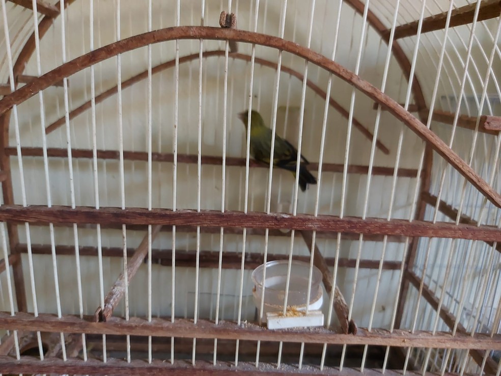 Moradores foram multados por manterem aves em cativeiro, em Osvaldo Cruz (SP) — Foto: Polícia Militar Ambiental