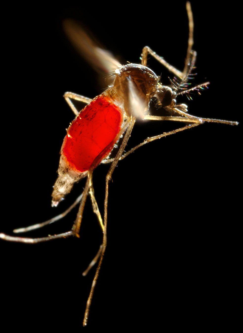 Aedes aegypti é transmissor da dengue, zika e chikungunya (Foto: James Gathany)