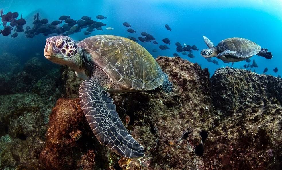 Tartarugas-verdes podem ser encontradas em diferentes pontos do estado do Rio de Janeiro, como Búzios — Foto: Paula Vianna / Buzios Divers / Divulgação