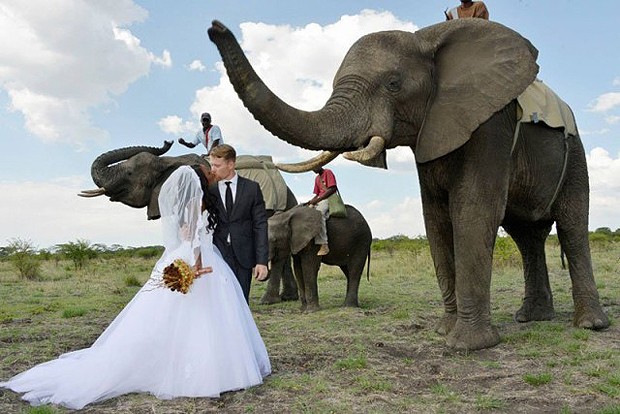 Os noivos se beijam ao lado de elefantes, em casamento com o tema safari (Foto: Divulgação)