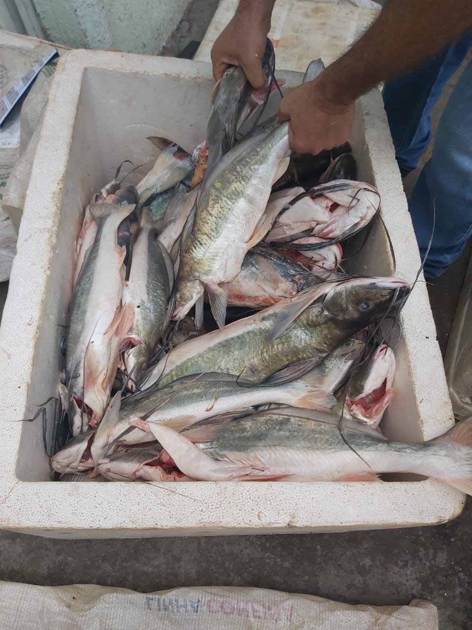 Quase 100 kg de pescado irregular são apreendidos pela Polícia Militar em MT