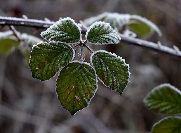 s geadas podem causar danos extensos às plantas não adaptadas ao clima frio (Foto: Pixabay / Jacques GAIMARD / CreativeCommons)