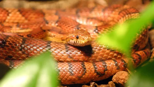 Cobra-de-milho: conheça a serpente 'simpática' que não tem veneno 