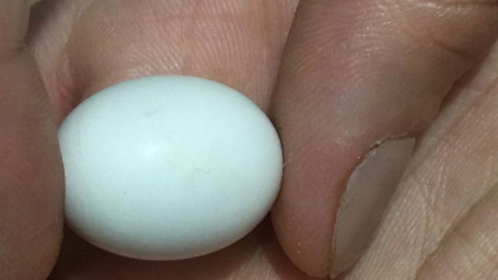Um dos ovos da rolinha-do-planalto recolhido da natureza... — Foto: REPRODUÇÃO/PARQUE DAS AVES