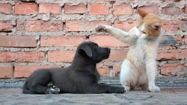 BBC - Cães e gatos não disseminam o vírus  (Foto: Getty Images via BBC News)