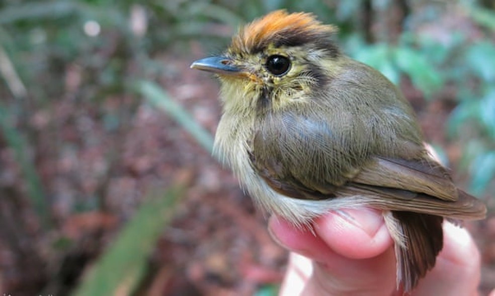 Patinho-de-coroa-dourada, ave encontrada na floresta Amazônica. — Foto: Cameron Rutt | Reprodução