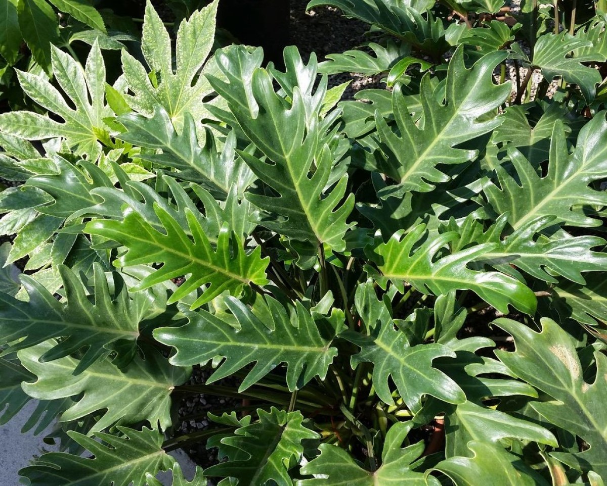 A planta philodendron xanadu deve ser cultivada em jardins internos  (Foto: Flickr / Young Song / CreativeCommons)