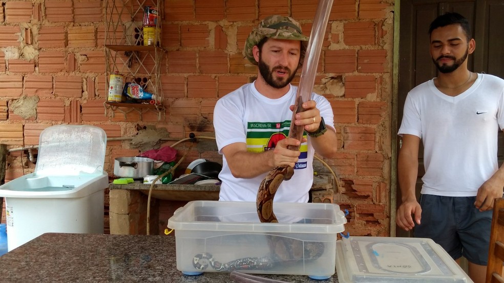 Cobra jiboia foi resgatada pelo biólogo Flávio Terassini em Porto Velho (Foto: Hosana Morais/G1)