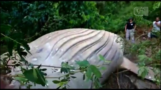 Baleia Jubarte é encontrada em área de mata na praia do Marajó, no Pará