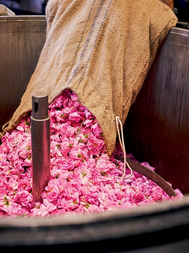 As flores são colocadas em camadas em um tonel onde serão prensadas e misturadas com um solvente a 68 graus (Foto: Divulgação)