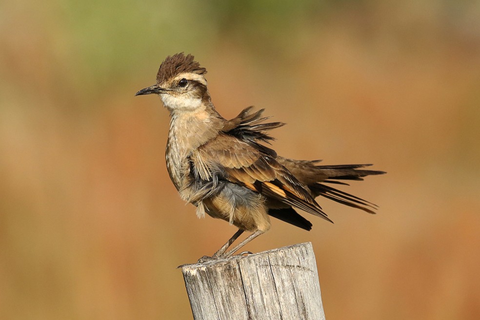 O pedreiro-do-espinhaço é um pássaro grande, com cerca de 22 centímetros de comprimento  — Foto: Leonardo Casadei/Arquivo Pessoal